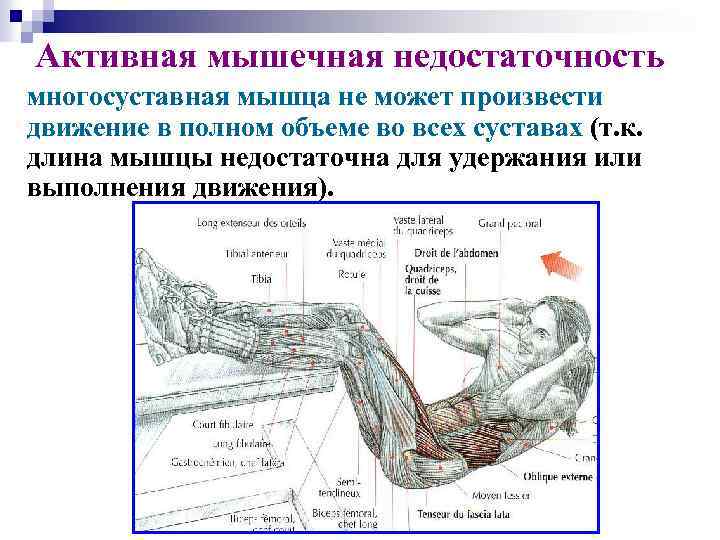 Активная мышечная недостаточность многосуставная мышца не может произвести движение в полном объеме во всех