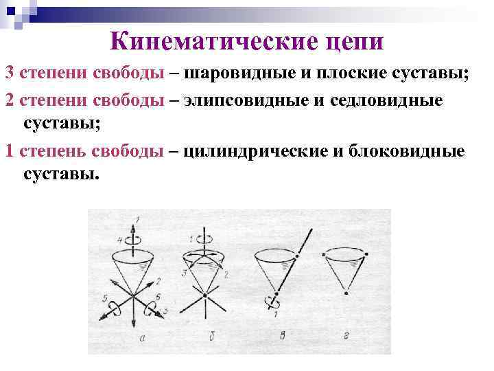 Кинематические цепи 3 степени свободы – шаровидные и плоские суставы; 2 степени свободы –