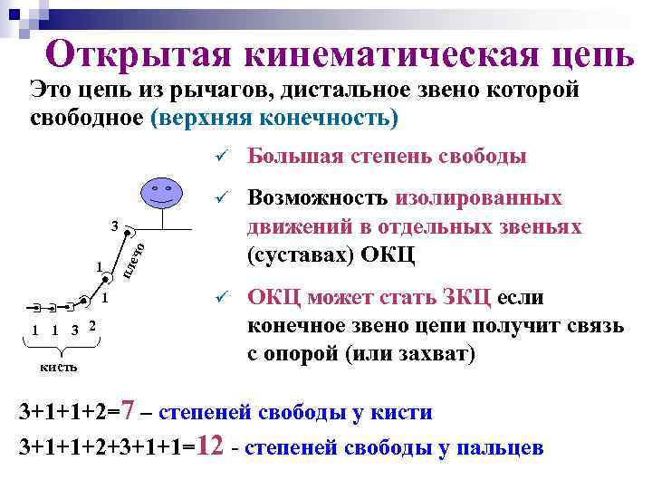 Открытая кинематическая цепь Это цепь из рычагов, дистальное звено которой свободное (верхняя конечность) ü