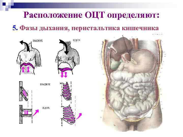 Расположение ОЦТ определяют: 5. Фазы дыхания, перистальтика кишечника 