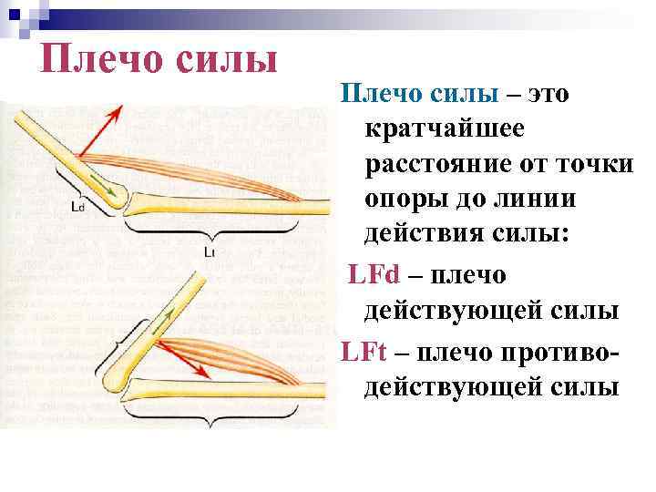 Плечо силы – это кратчайшее расстояние от точки опоры до линии действия силы: LFd