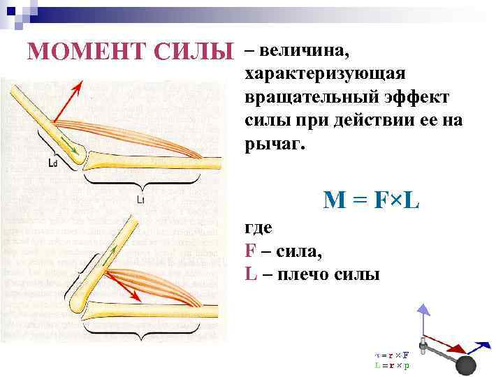 Момент силы величина. Биомеханика сила вращательного момента. Момент силы тяги мышц в биомеханике. Биомеханические параметры сила плечо силы. Рычаг силы в биомеханике.