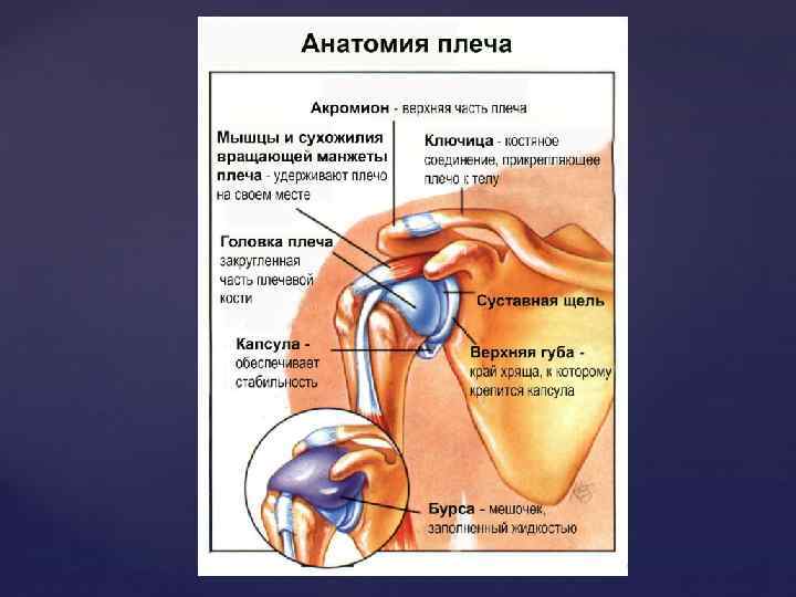 Манжета плечевого сустава анатомия