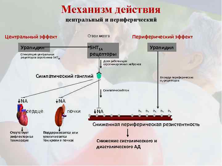 Механизм действия центральный и периферический Центральный эффект Ствол мозга Периферический эффект Урапидил 5 HT