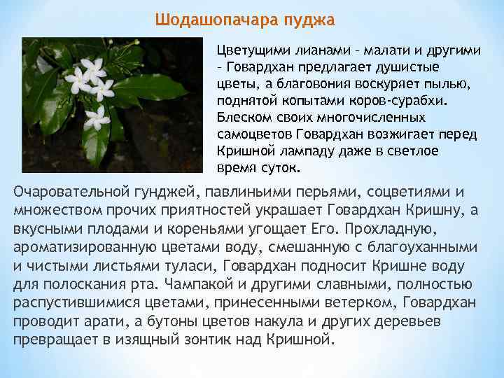 Шодашопачара пуджа Цветущими лианами – малати и другими – Говардхан предлагает душистые цветы, а