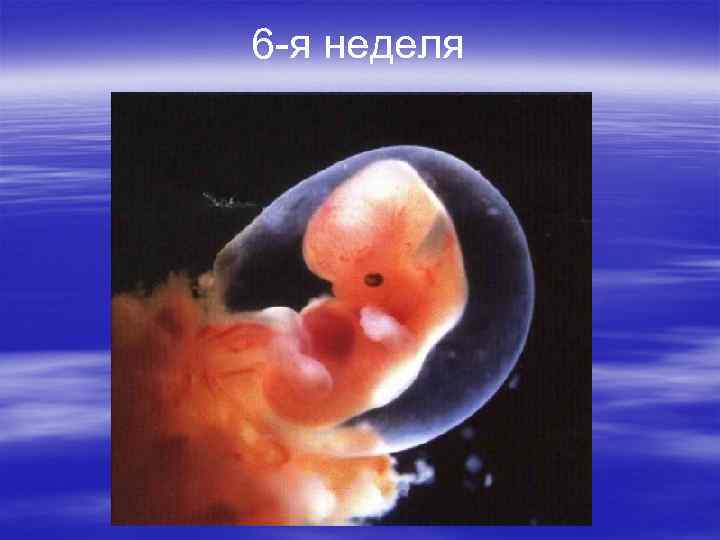 6 -я неделя 