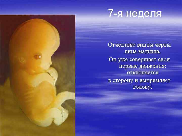 7 -я неделя Отчетливо видны черты лица малыша. Он уже совершает свои первые движения: