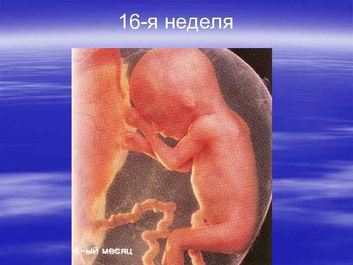 16 -я неделя 