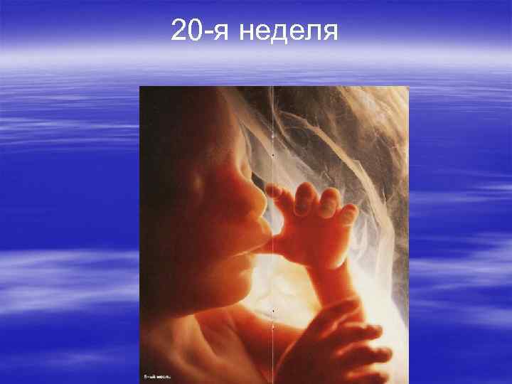 20 -я неделя 