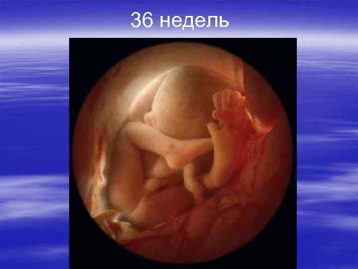 36 недель 