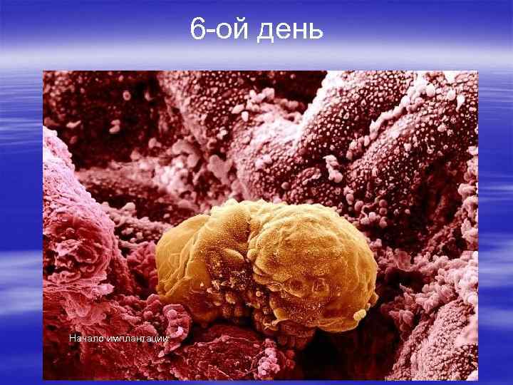 6 -ой день Начало имплантации 