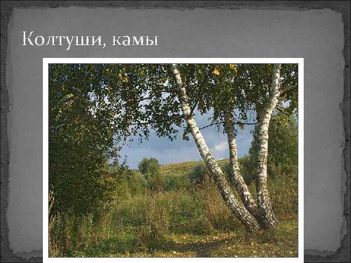 Колтуши, камы 