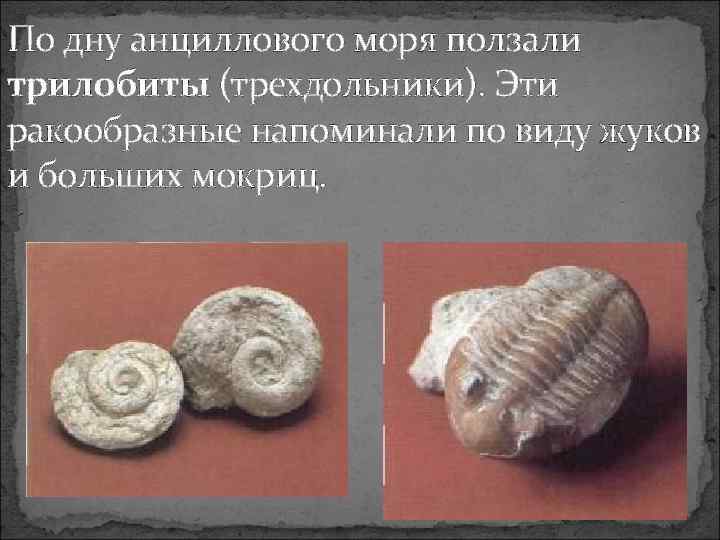 По дну анциллового моря ползали трилобиты (трехдольники). Эти ракообразные напоминали по виду жуков и