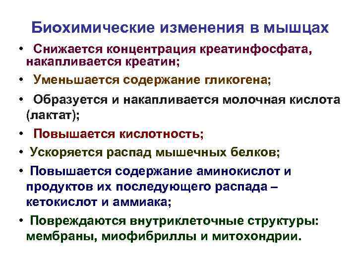 Биохимические изменения в мышцах • Снижается концентрация креатинфосфата, накапливается креатин; • Уменьшается содержание гликогена;