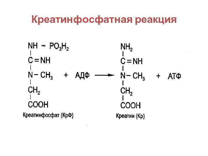 Реакция атф. Креатинфосфатный ресинтез АТФ. Креатин + АТФ ↔ креатинфосфат + АДФ. Креатинфосфатная реакция биохимия. Креатин в креатинфосфат реакция.