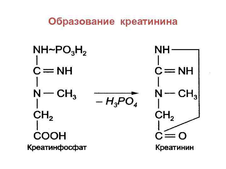 Вода и креатинин. Реакции образования креатинина из креатина. Схема образования креатина. Схема синтеза креатина. Синтез креатина биохимия реакции.