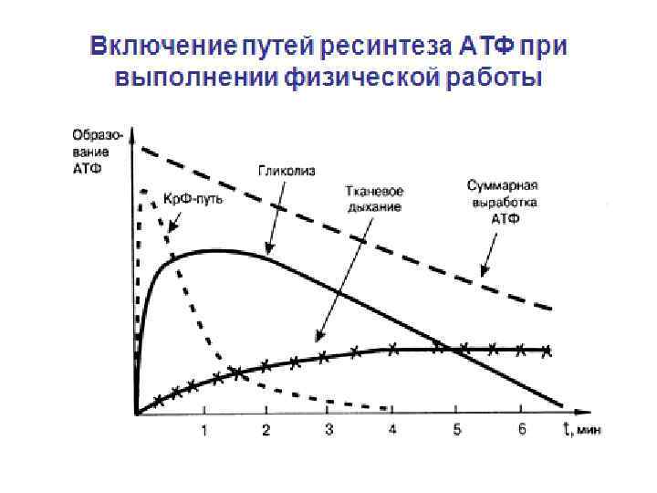 Включи путь. .Критерии оценки путей ресинтеза АТФ. Характеристика путей ресинтеза АТФ. Включение путей ресинтеза АТФ при выполнении физической работы.