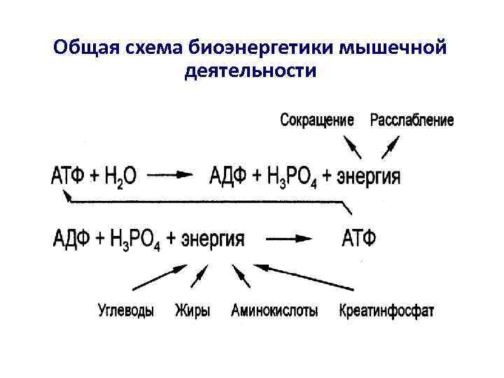 Общая схема биоэнергетики мышечной деятельности 