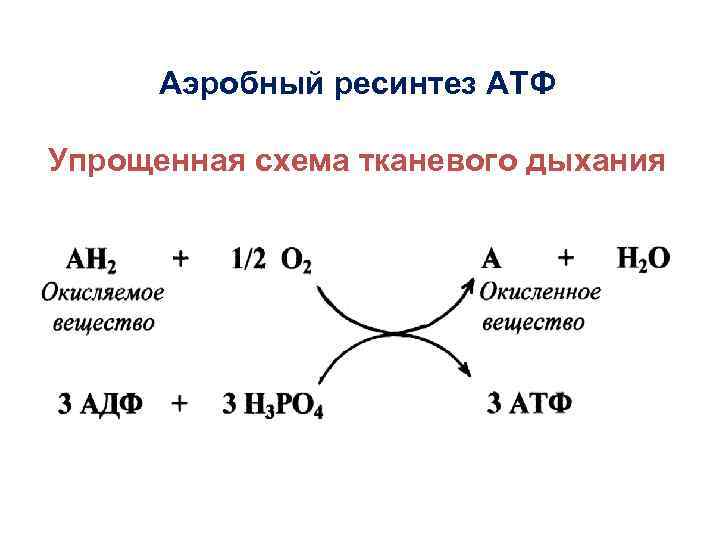 Ресинтез атф