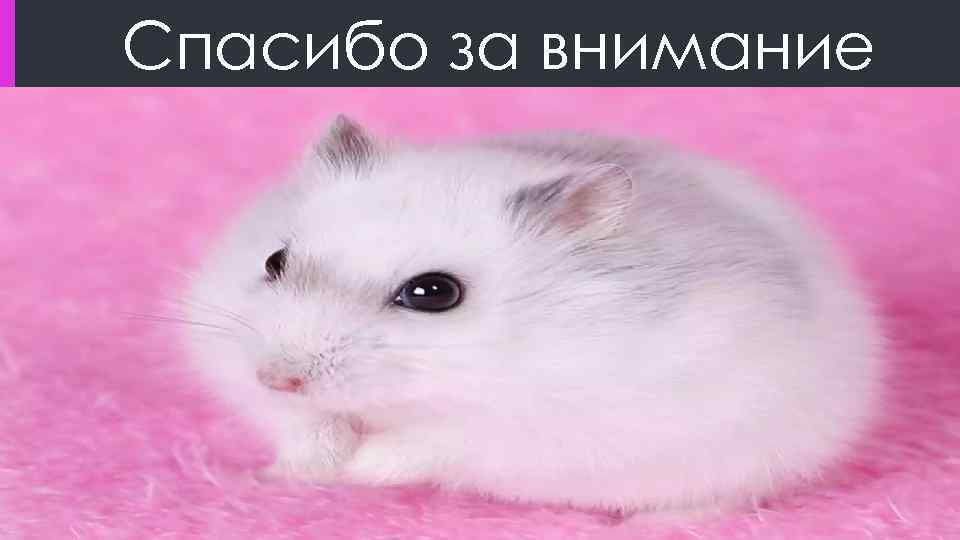 Спасибо за внимание 