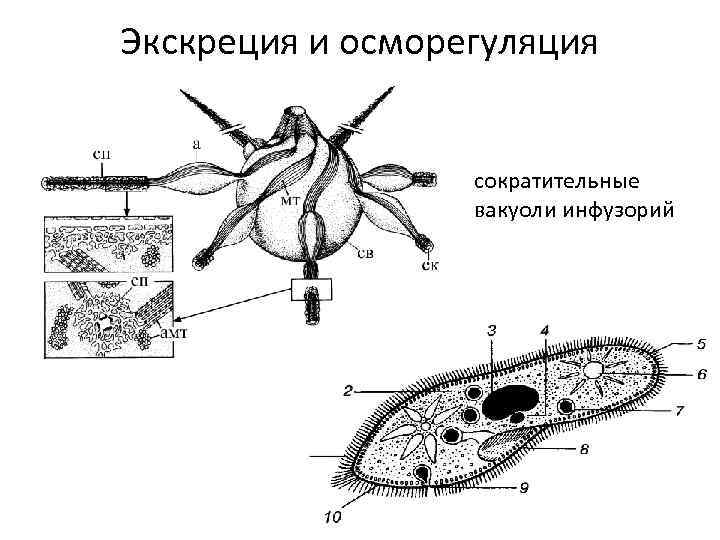 Экскреция и осморегуляция сократительные вакуоли инфузорий 