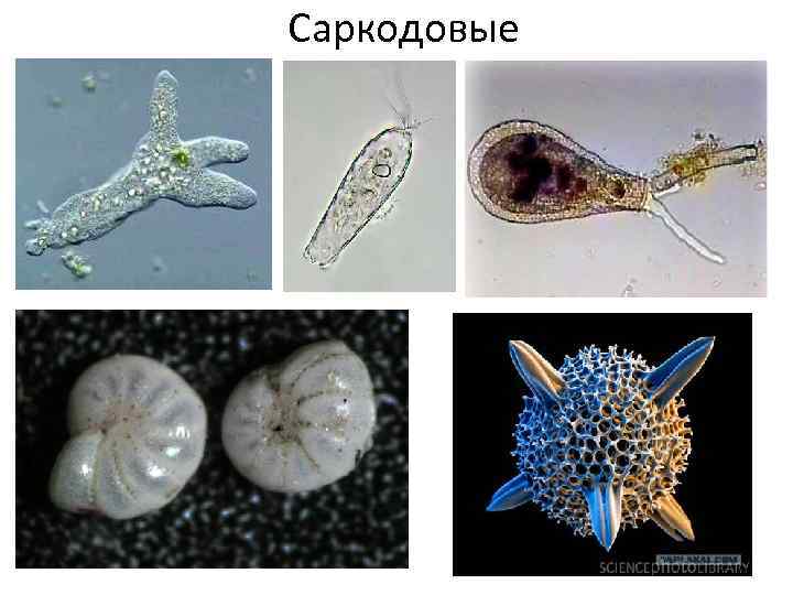 Саркодовые 