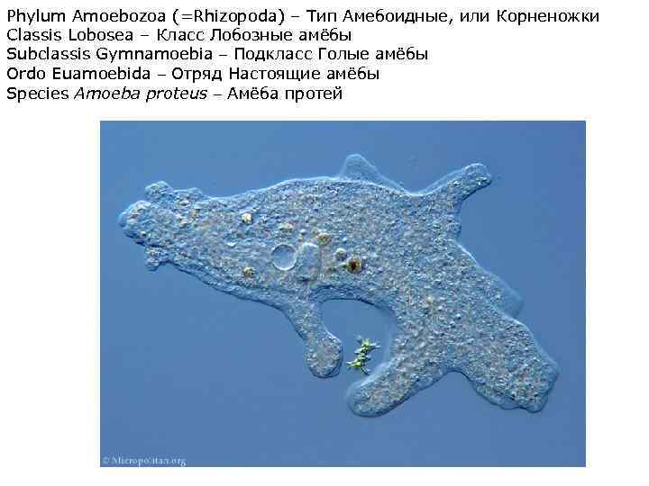 Phylum Amoebozoa (=Rhizopoda) – Тип Амебоидные, или Корненожки Classis Lobosea – Класс Лобозные амёбы