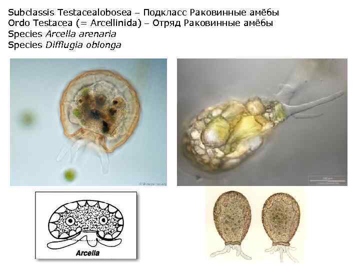 Subclassis Testacealobosea – Подкласс Раковинные амёбы Ordo Testacea (= Arcellinida) – Отряд Раковинные амёбы