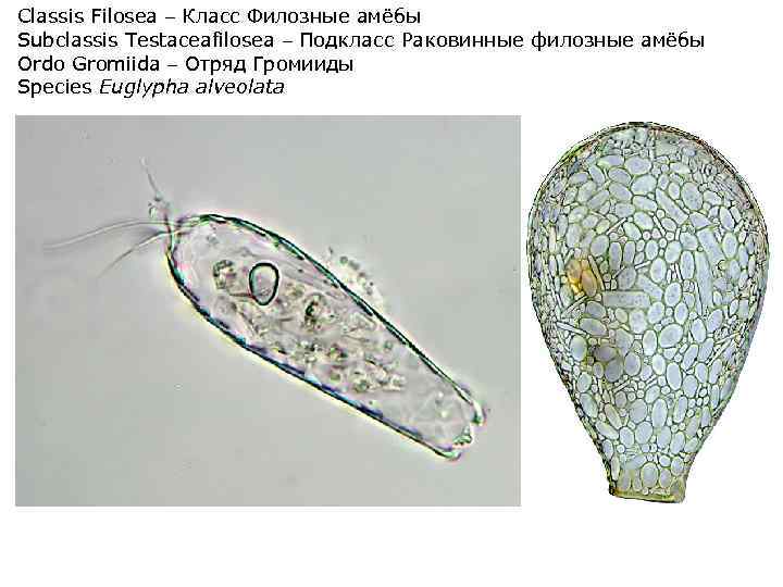 Classis Filosea – Класс Филозные амёбы Subclassis Testaceafilosea – Подкласс Раковинные филозные амёбы Ordo