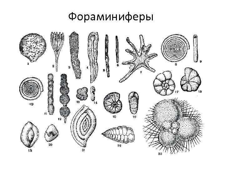 Фораминиферы 