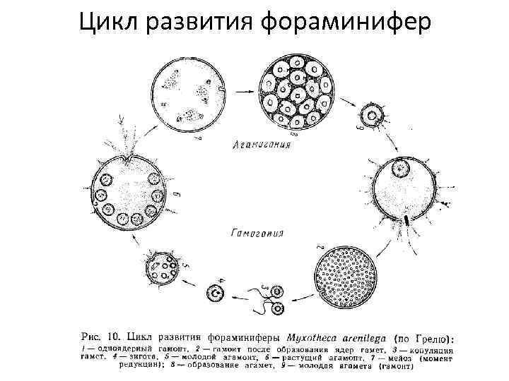 Цикл развития фораминифер 