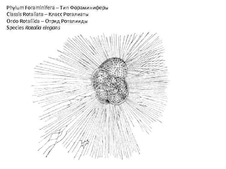 Phylum Foraminifera – Тип Фораминиферы Classis Rotaliata – Класс Роталиаты Ordo Rotaliida – Отряд