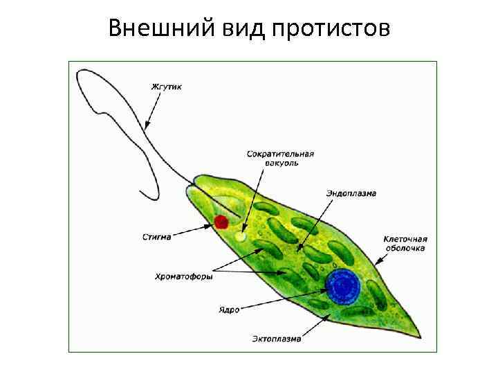 Lekciya 2 Carstvo Protisty Protista Sarkodovye 1 Obshaya