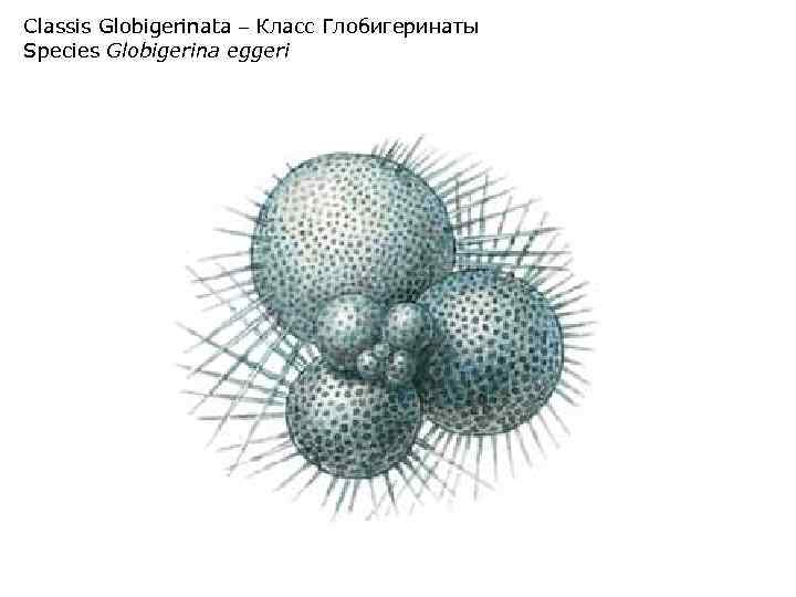 Classis Globigerinata – Класс Глобигеринаты Species Globigerina eggeri 