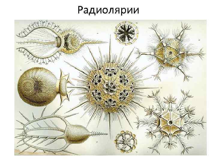 Радиолярии 