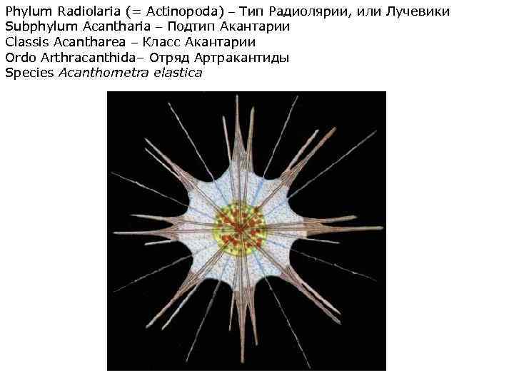 Phylum Radiolaria (= Actinopoda) – Тип Радиолярии, или Лучевики Subphylum Acantharia – Подтип Акантарии