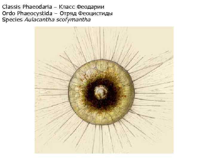 Classis Phaeodaria – Класс Феодарии Ordo Phaeocystida – Отряд Феоцистиды Species Aulacantha scofymantha 