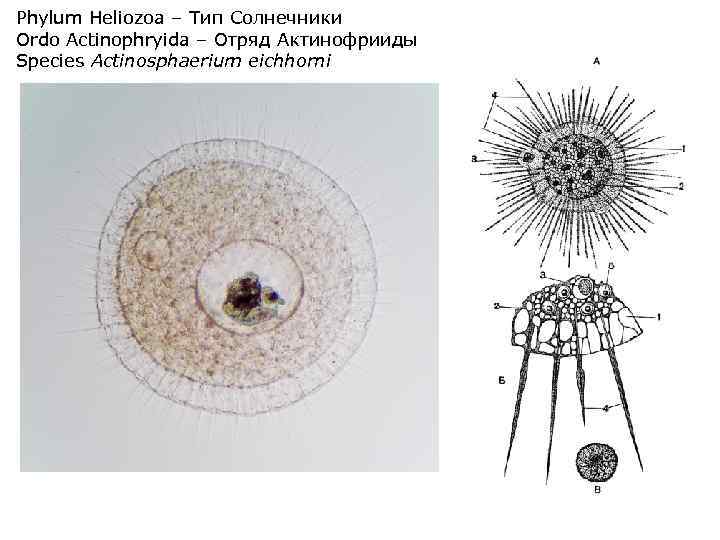 Phylum Heliozoa – Тип Солнечники Ordo Actinophryida – Отряд Актинофрииды Species Actinosphaerium eichhorni 