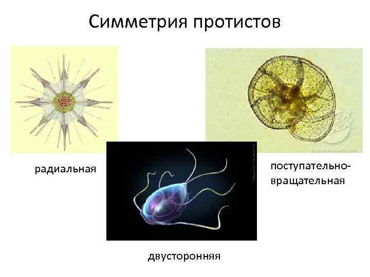 Lekciya 2 Carstvo Protisty Protista Sarkodovye 1 Obshaya