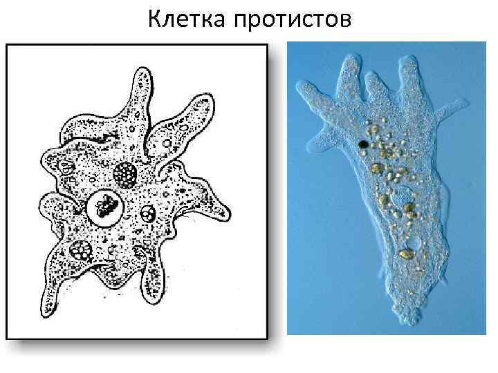 Lekciya 2 Carstvo Protisty Protista Sarkodovye 1 Obshaya