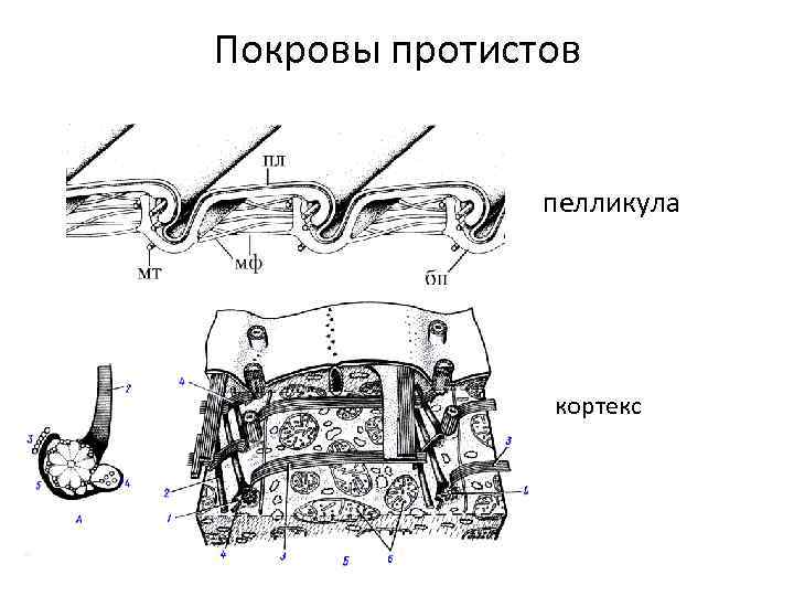 Покровы протистов пелликула кортекс 