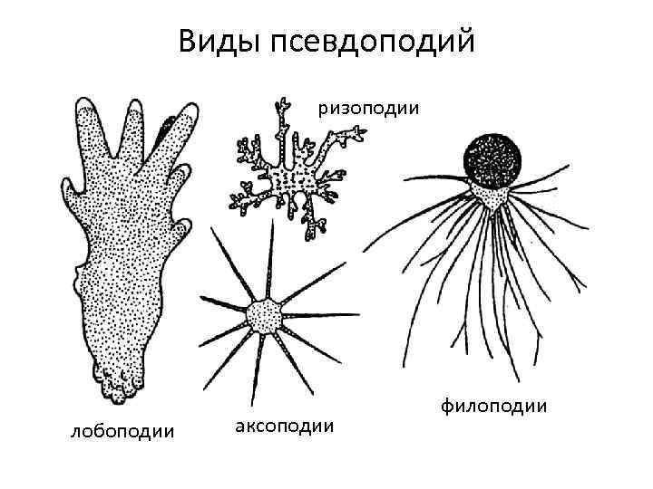 Lekciya 2 Carstvo Protisty Protista Sarkodovye 1 Obshaya