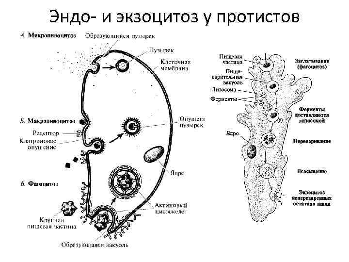 Эндо- и экзоцитоз у протистов 