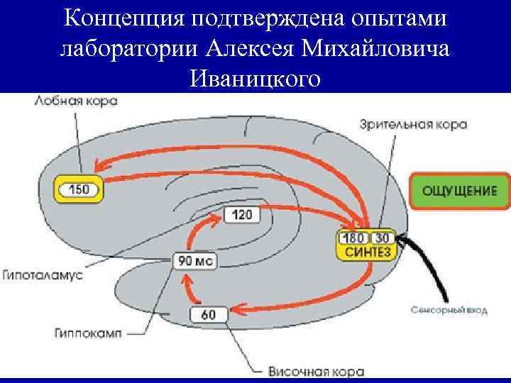 Концепция подтверждена опытами лаборатории Алексея Михайловича Иваницкого 