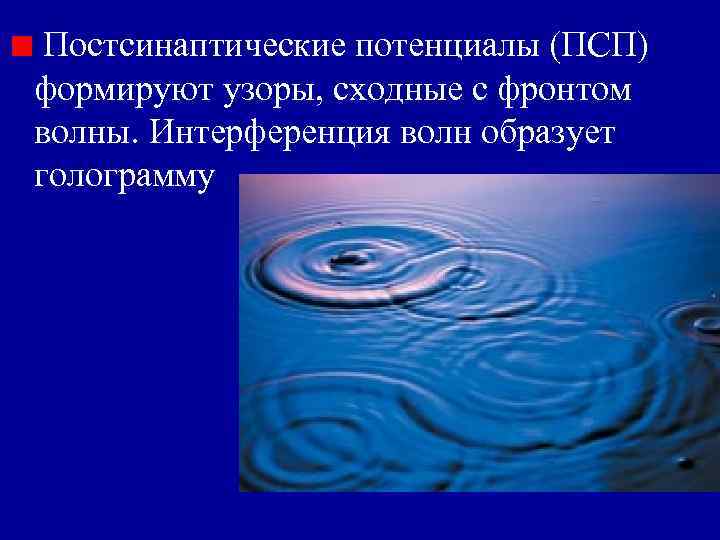 Постсинаптические потенциалы (ПСП) формируют узоры, сходные с фронтом волны. Интерференция волн образует голограмму 