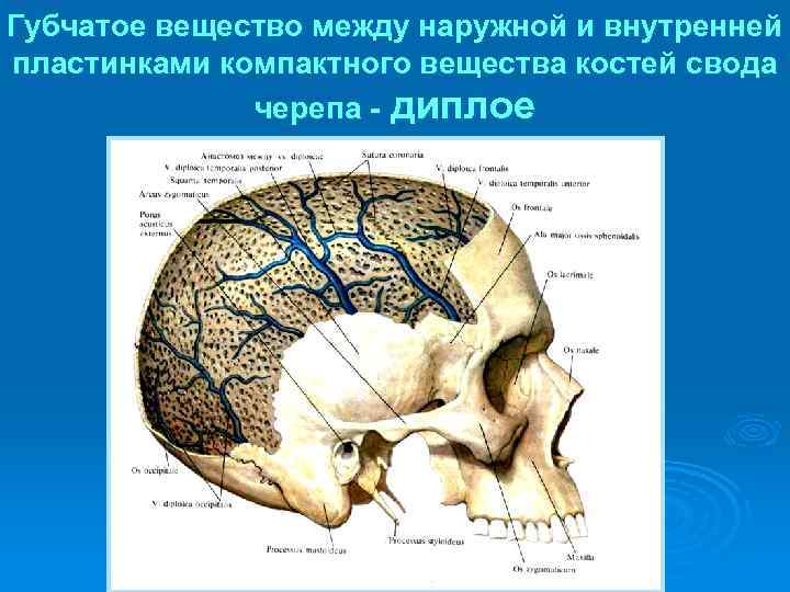 Особенности строения свода черепа