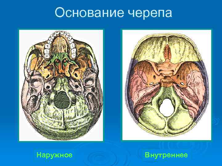 Основание черепа анатомия в картинках