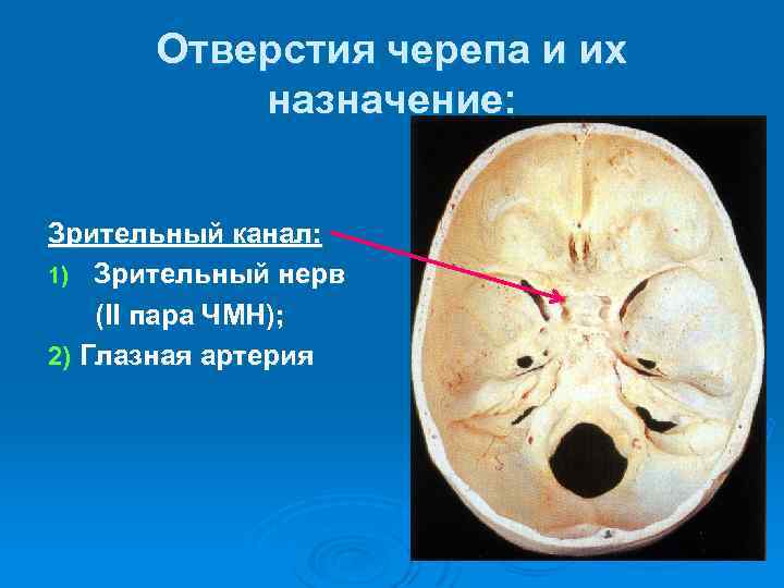 Отверстия черепа и их назначение: Зрительный канал: 1) Зрительный нерв (II пара ЧМН); 2)