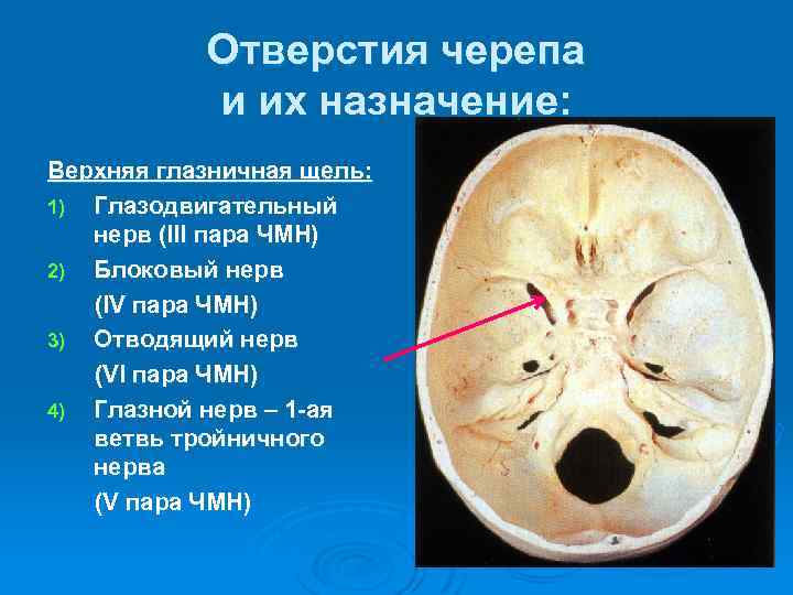 Отверстия черепа и их назначение: Верхняя глазничная щель: 1) Глазодвигательный нерв (III пара ЧМН)