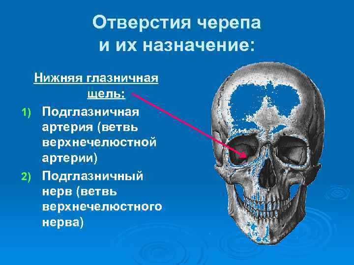 Отверстия черепа и их назначение: Нижняя глазничная щель: 1) Подглазничная артерия (ветвь верхнечелюстной артерии)